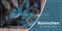 2:1 | Kaninchen zu verkaufen Werbeposter | Plakat online drucken | 2 zu 1 Format